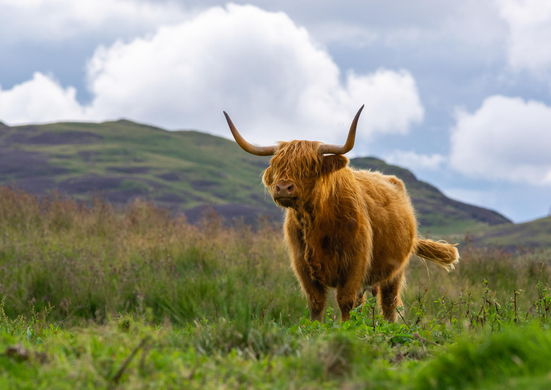 Affectionately known as “<a href="https://www.visitscotland.com/blog/holiday-ideas/great-places-to-see-highland-cows-in-scotland/" rel="noreferrer noopener">hairy coos</a>,” these beautiful, shaggy cows are easy to spot when travelling the roads of their native region, the Highlands. Animal lovers with be happy to know that many farms will let you feed and pet them.