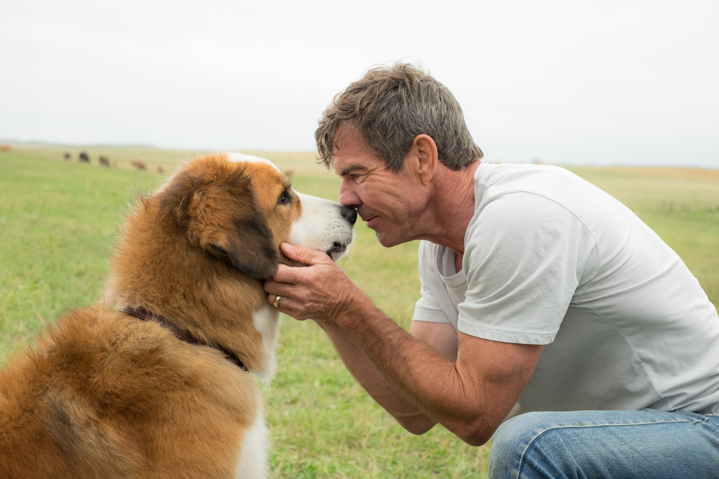 <p>Well, “A Dog’s Purpose” is certainly memorable. Is it good? We wouldn’t go that far, but this film about a dog that keeps getting effectively reincarnated definitely made a mark. It’s the dog movie that dares to kill the dog not just once, but multiple times!</p><p>You may also like: <a href='https://www.yardbarker.com/entertainment/articles/35_video_games_to_look_forward_to_in_2023/s1__38359453'>35 video games to look forward to in 2023</a></p>