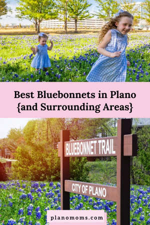 Where are the Bluebonnets?