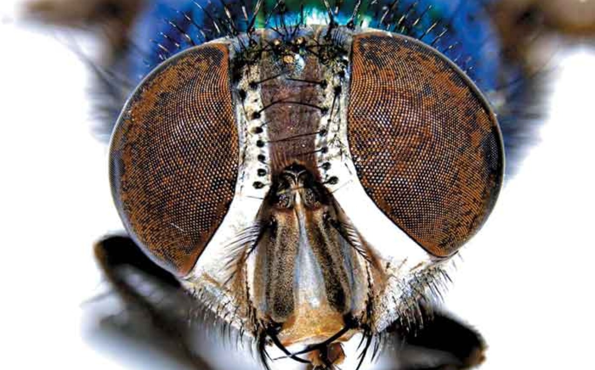 cuba acude a super mosca depredadora para desarrollo agroecológico ante crisis de alimentos
