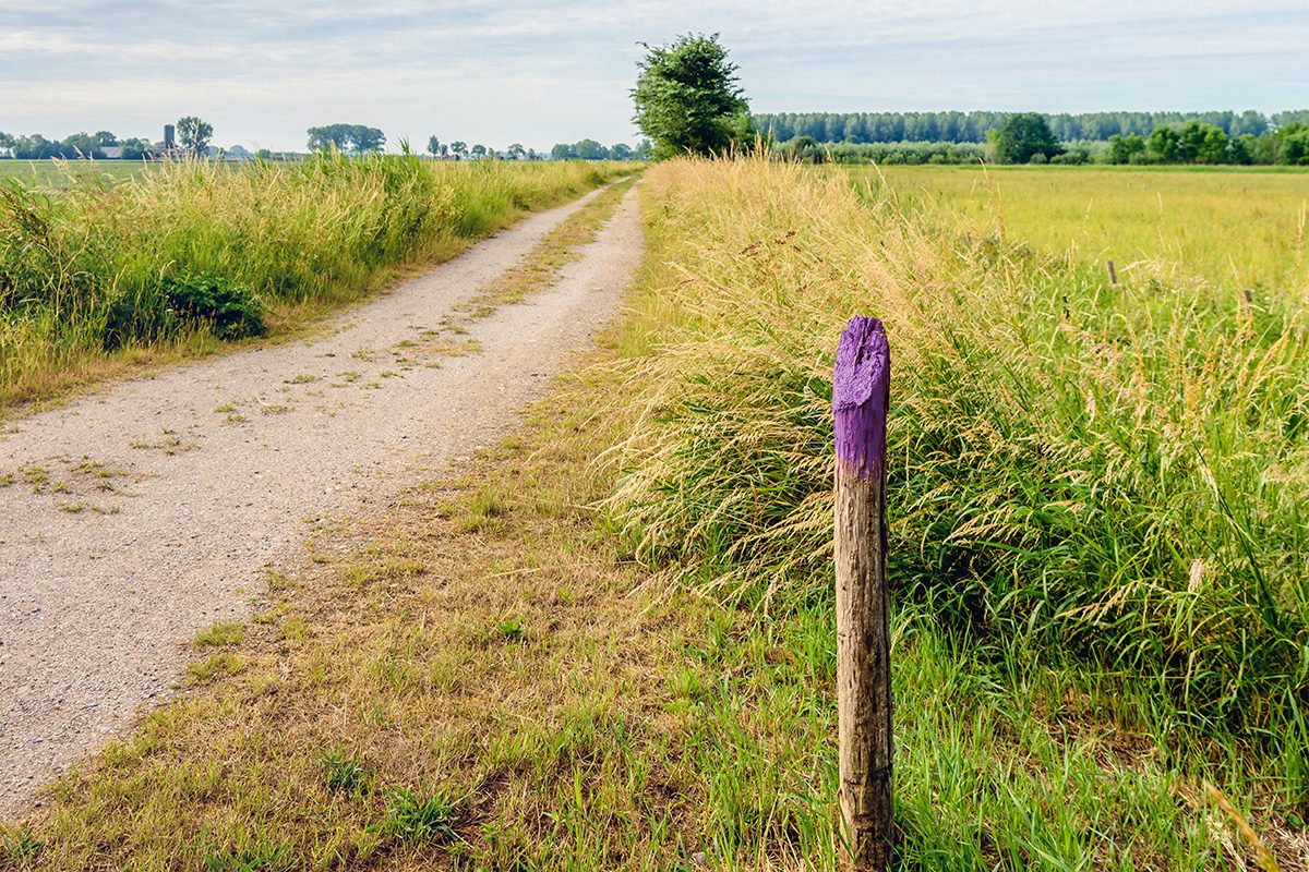 If You See A Painted Purple Fence This Is What It Means   AA18GcSs.img