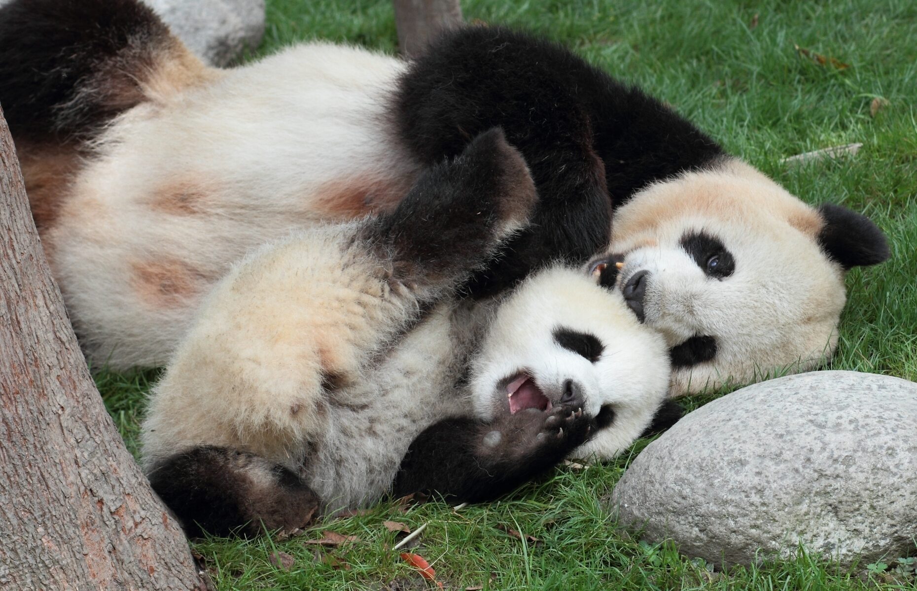 Everything you need to know about pandas