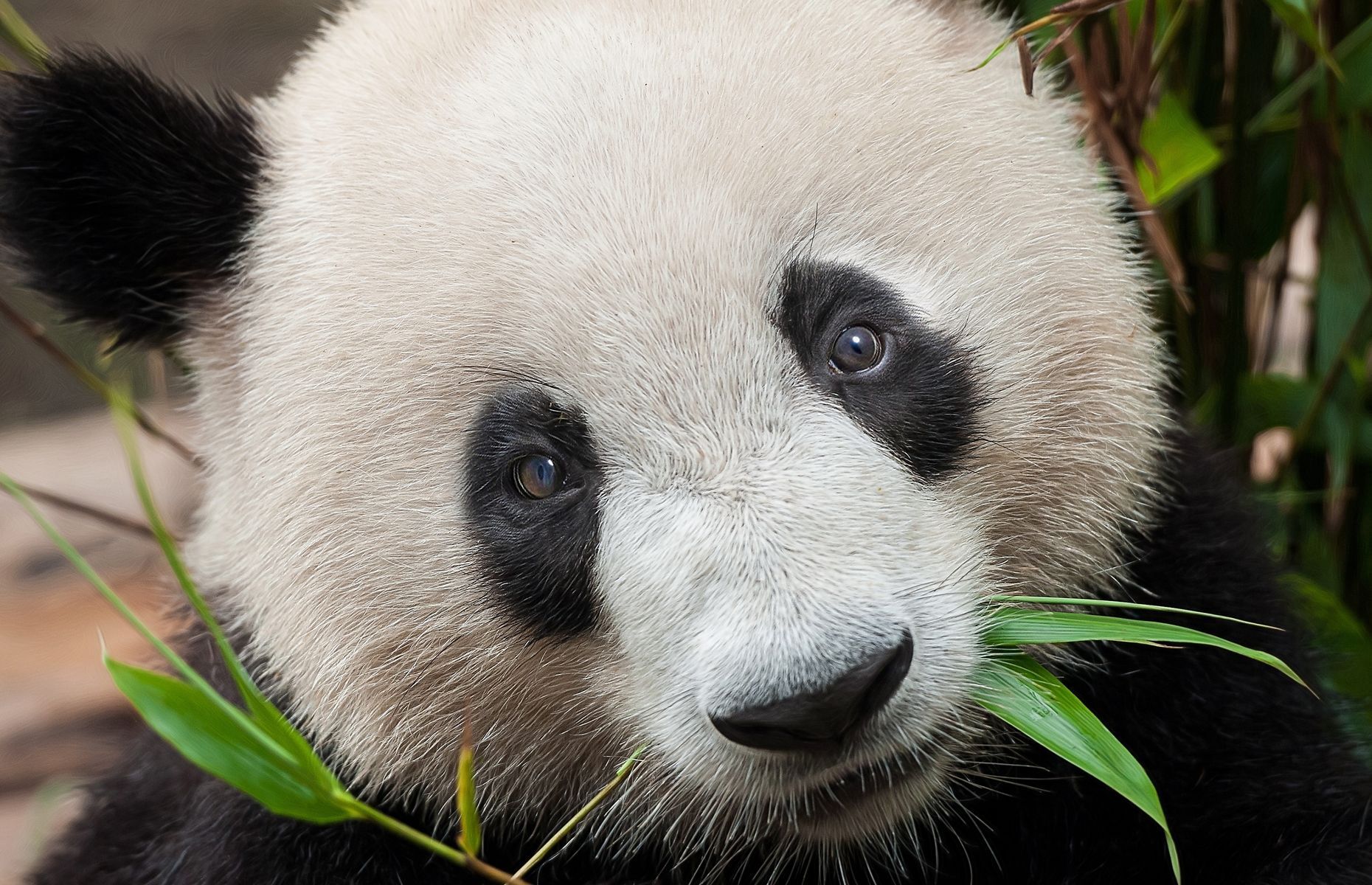 Everything you need to know about pandas