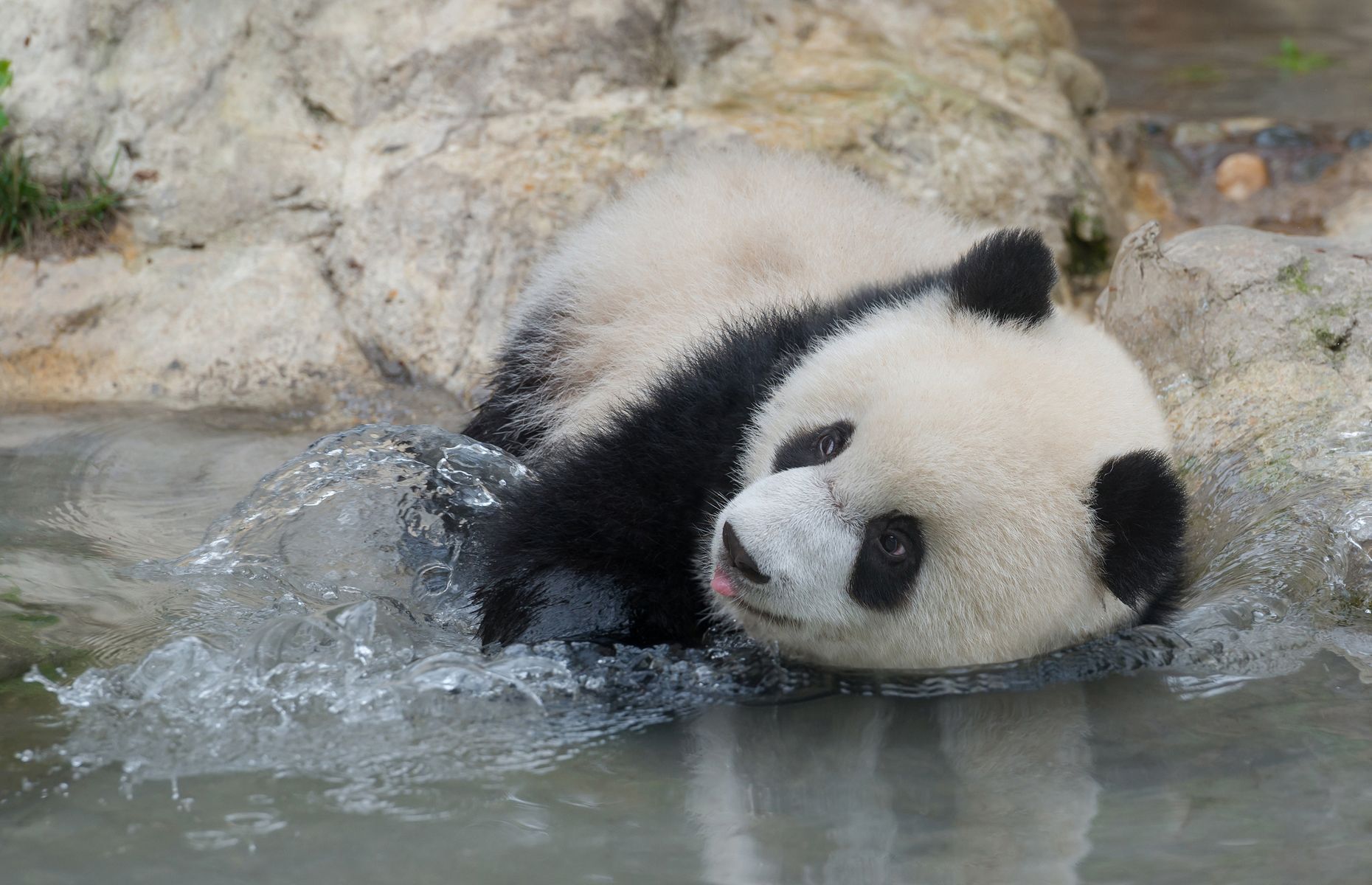 Everything you need to know about pandas