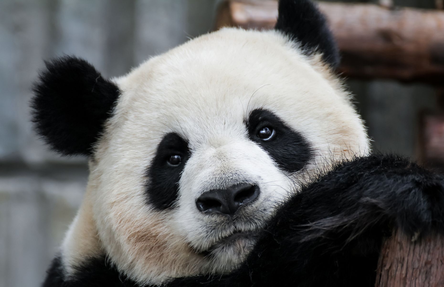 Everything you need to know about pandas