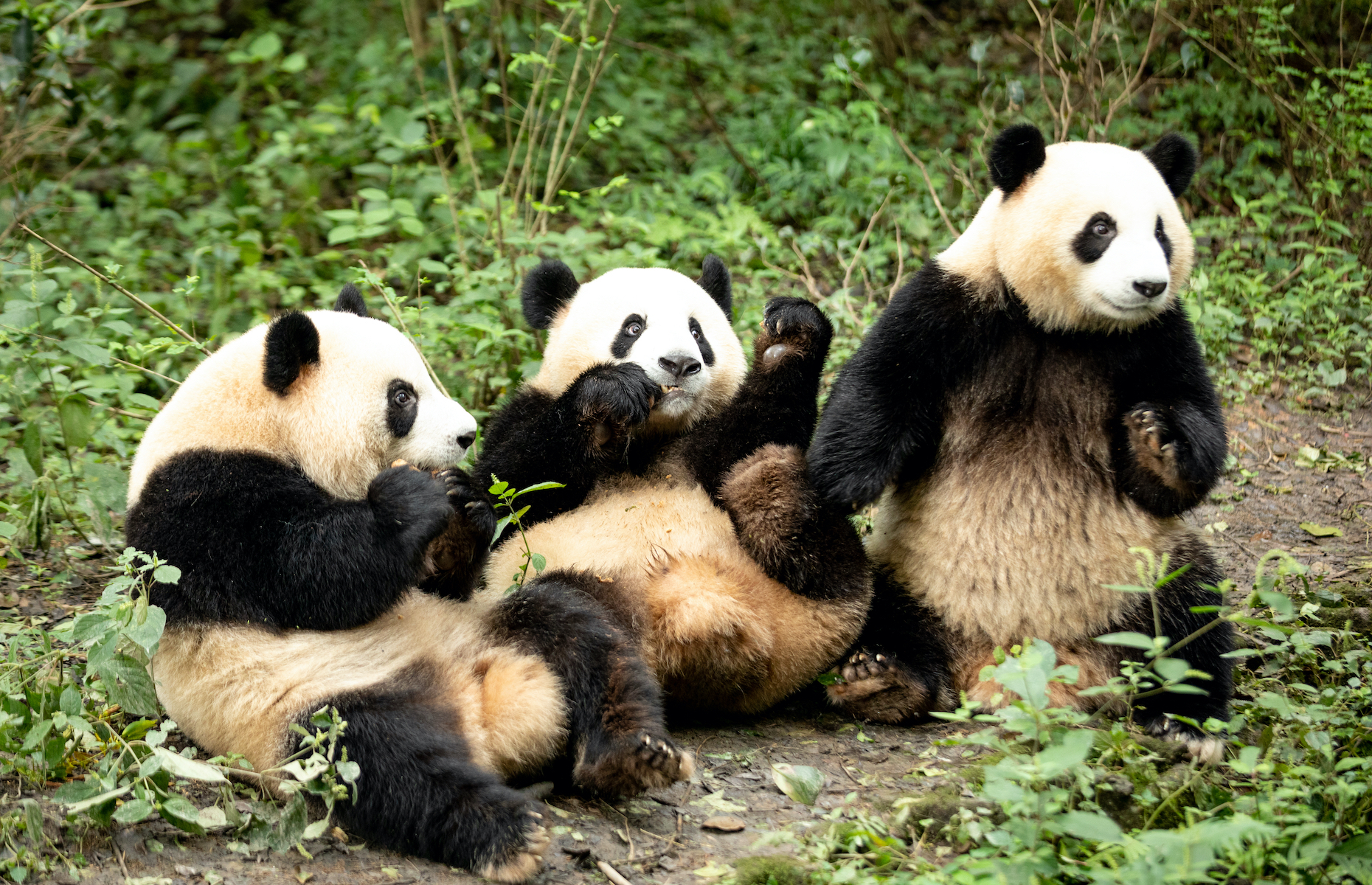 Everything you need to know about pandas