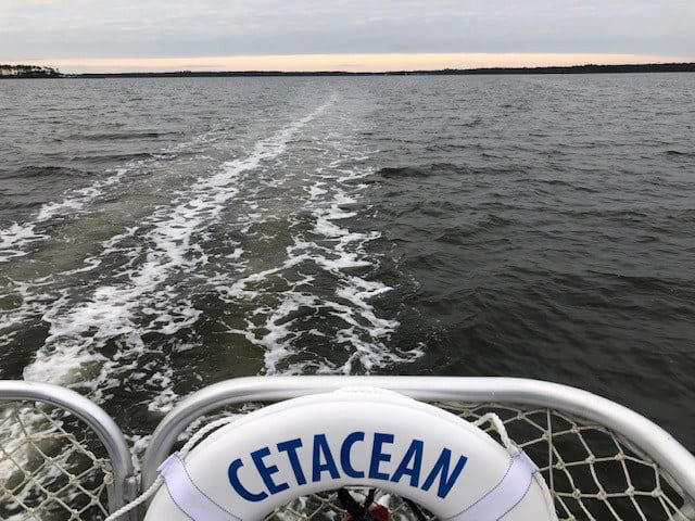Cetacean Cruises Alabama