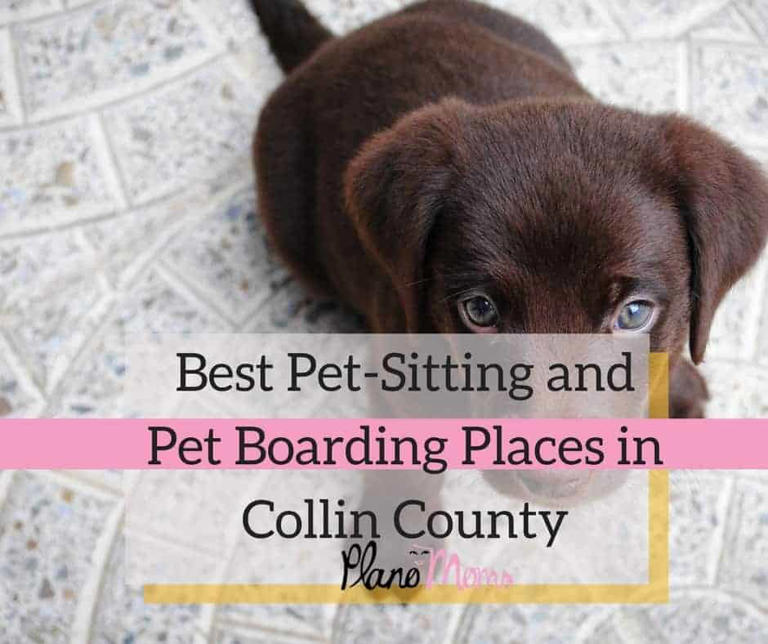 30+ Tried and Tested Pet Sitting & Boarding Places for Dogs & Cats