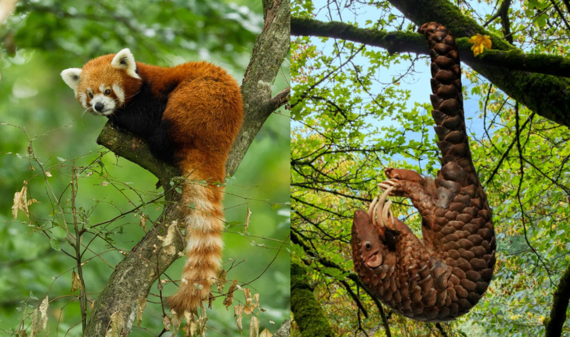 what-are-arboreal-animals