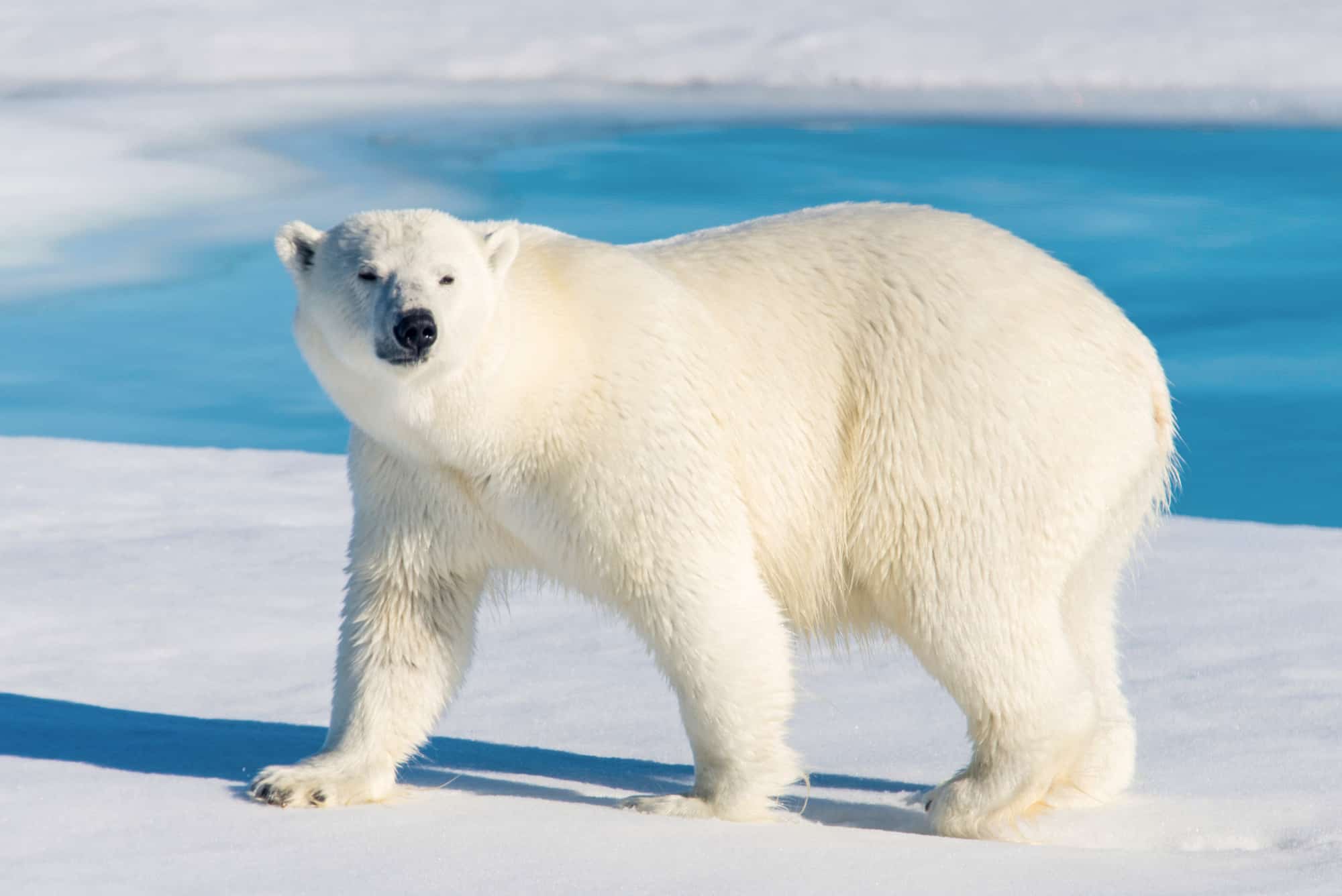 Why Did the Largest Polar Bear Weigh as Much a Fishing Boat?