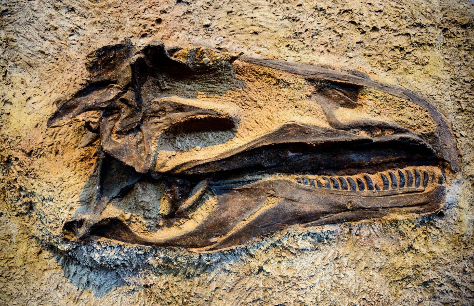 25 of the best dinosaur destinations for budding palaeontologists