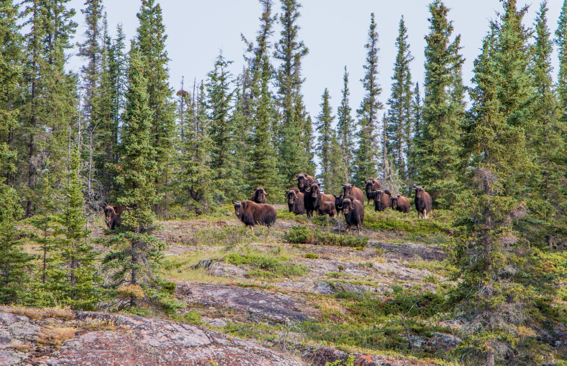 <p>Known as the “Land of the Ancestors,” this huge swathe of land in the eastern part of the Northwest Territories was established as a National Park Reserve in 2019, making it Canada's <a href="https://parks.canada.ca/pn-np/nt/thaidene-nene/activ/peche-fishing">newest National Park Reserve</a>. Thaidene Nene’s main feature is its combination of subarctic boreal forest and proximity to the massive Great Slave Lake. This makes for excellent fishing (under the midnight sun in the summer) and the chance to spot plenty of protected wildlife.</p>  <p><a href="https://www.loveexploring.com/galleries/69233/canadas-most-stunning-unknown-lakes?page=1"><strong>Canada's most stunning unknown lakes</strong></a></p>
