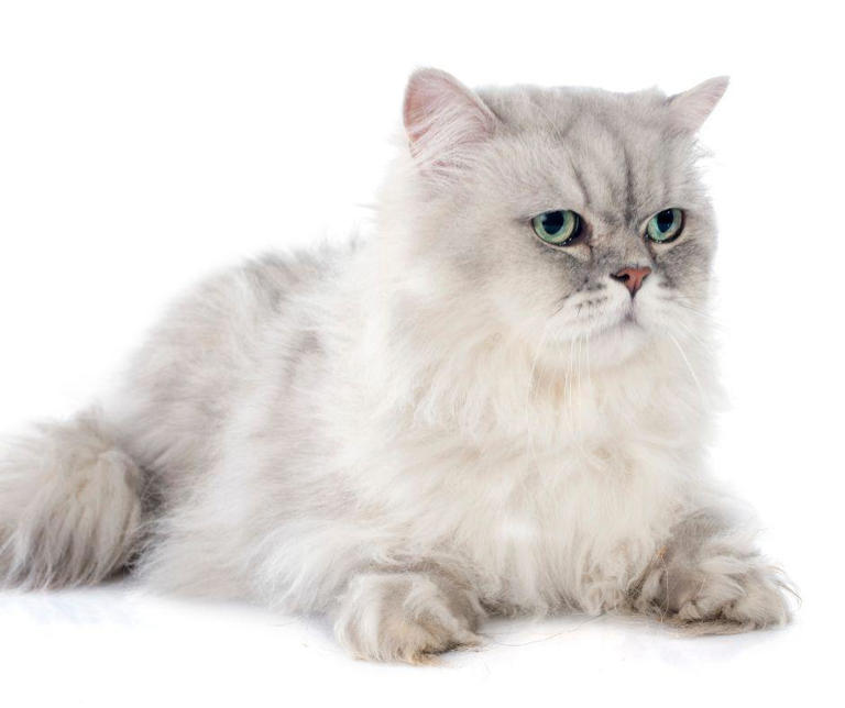 Fluffiest Cat Breeds 2024: Here are 9 breeds of gorgeous cat that have ...