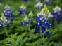 The Texas State Flower, Bluebonnets, bloom on the campus of St. Edward's University, March 6, 2023. More rain in the fall and warmer temperatures in the spring are causing the blue flowers to bloom earlier than usual this year. Typically, they are bloom in late March and early April, but warm days and cool evenings hint at a longer wildflower season this year.