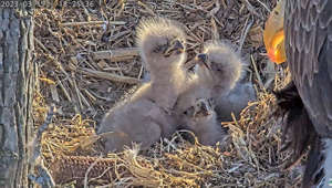 Watch tiny, fuzzy eaglet hatch underneath majestic mother