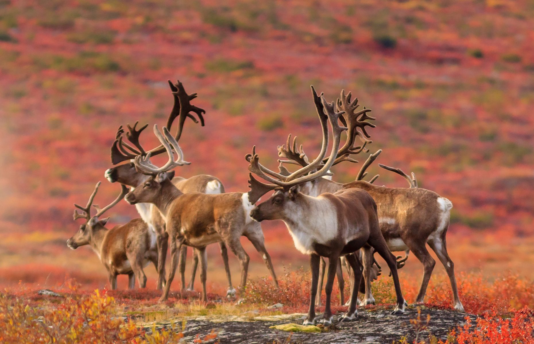 Ces animaux qui s’activent au printemps