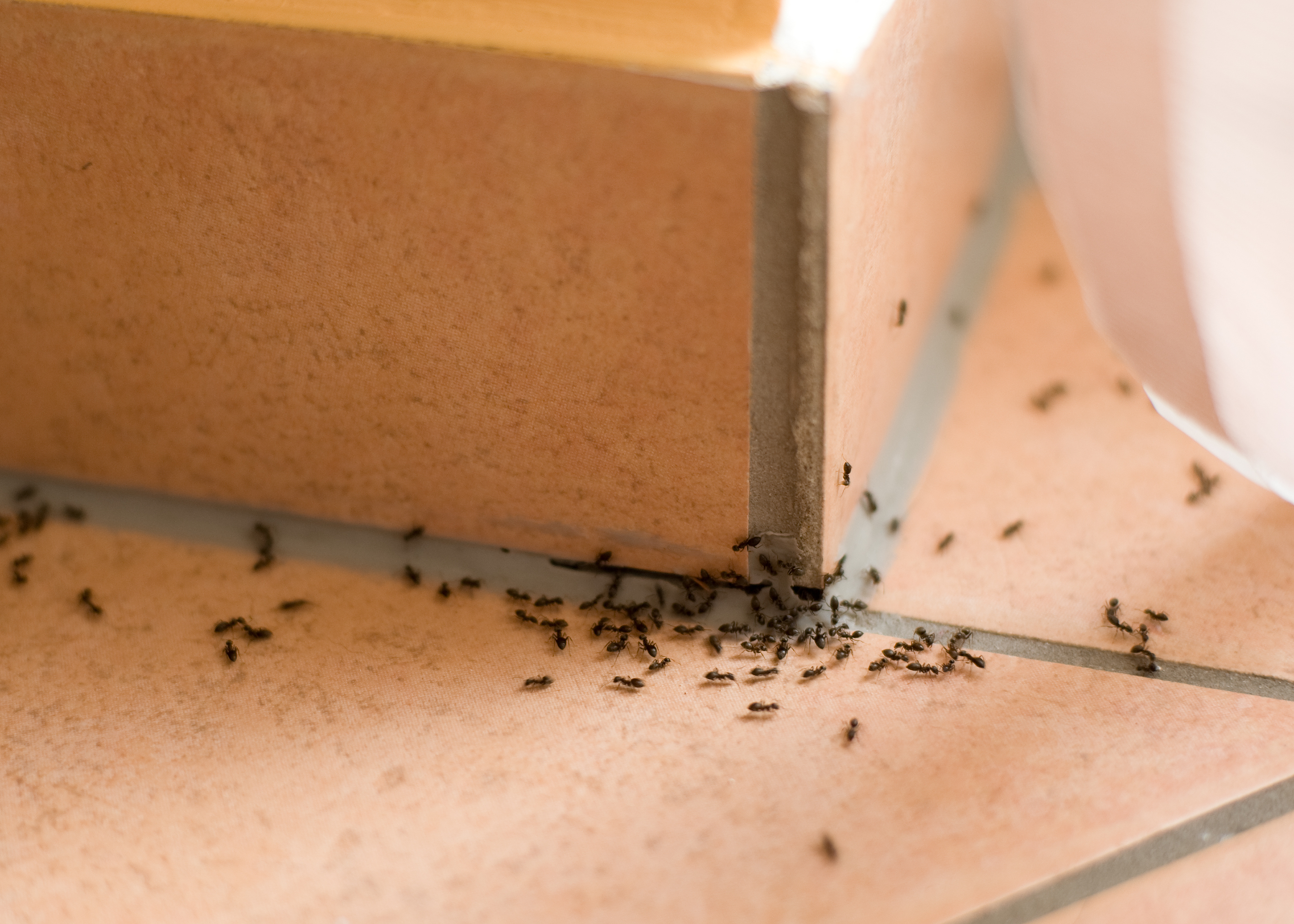 rozsyp w kuchni i przy oknach. skutecznie wypędzisz mrówki z domu. wydasz tylko 2 zł