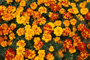 30 Medicinal Plants That ll Change Your Life Forever