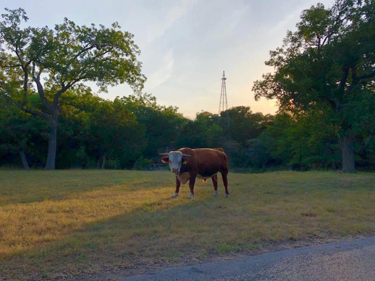 Top 15 Things to do in Fredericksburg Texas for a Weekend Getaway