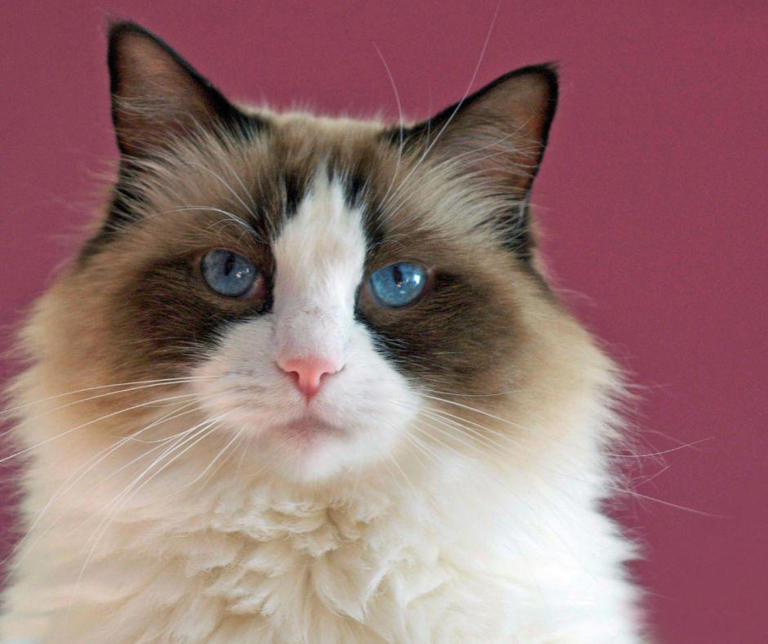 World's Largest Cat 2024: Here are the 10 biggest breeds of loving cat ...