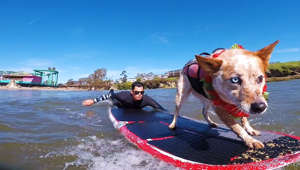 Skyler, der Surfhund-Champion