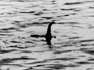 Ungeheuers von Loch Ness: Etwas Ungewöhnliches wird passieren