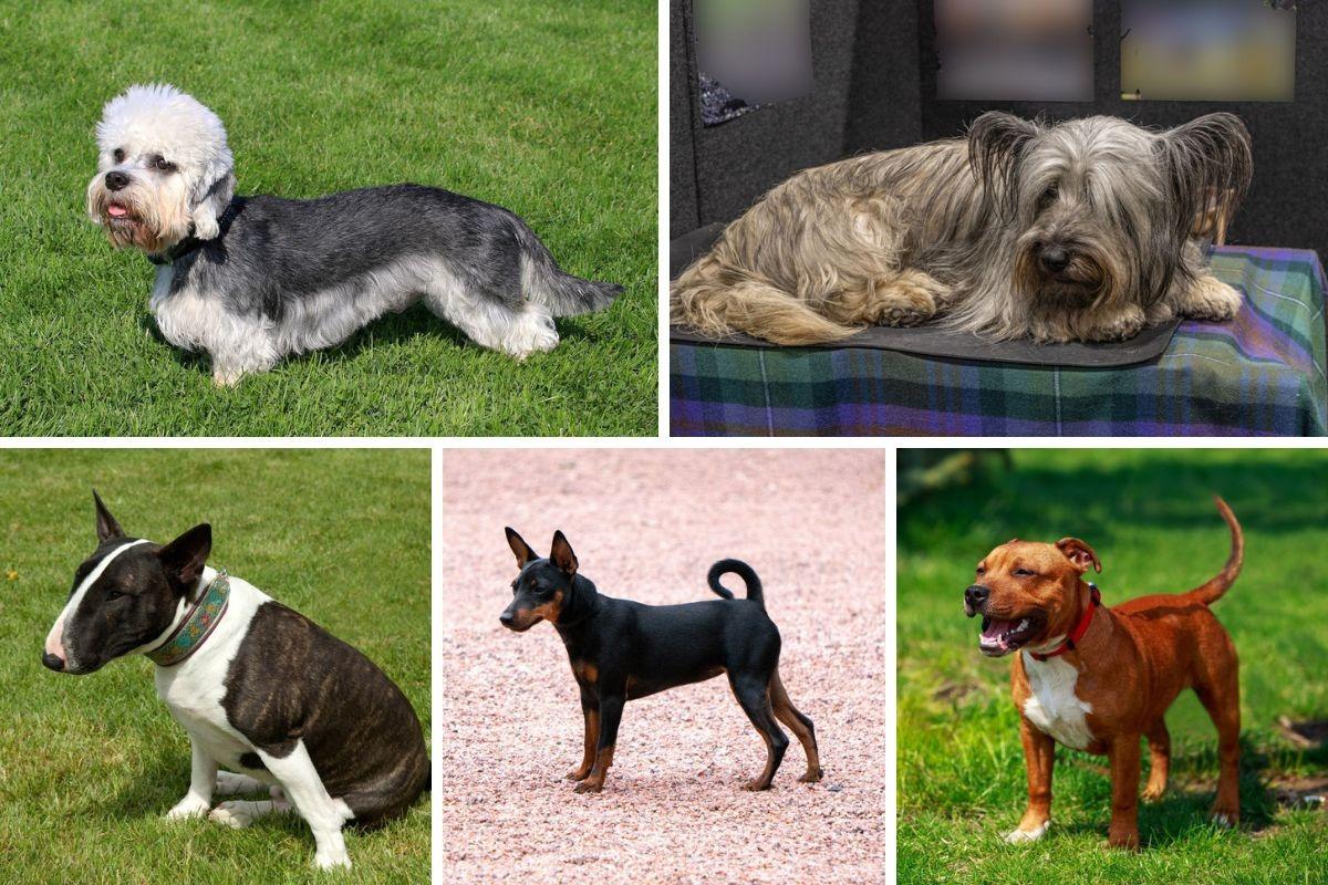 Every Breed of Terrier Dog These are all 33 breeds of adorable terrier