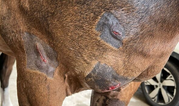 american bully that savaged police horse is 'friendly' and was 'intimidated', owner claims