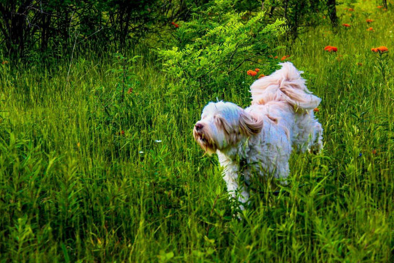 All The Terriers 2025: These are all 33 breeds of adorable Terrier dog ...
