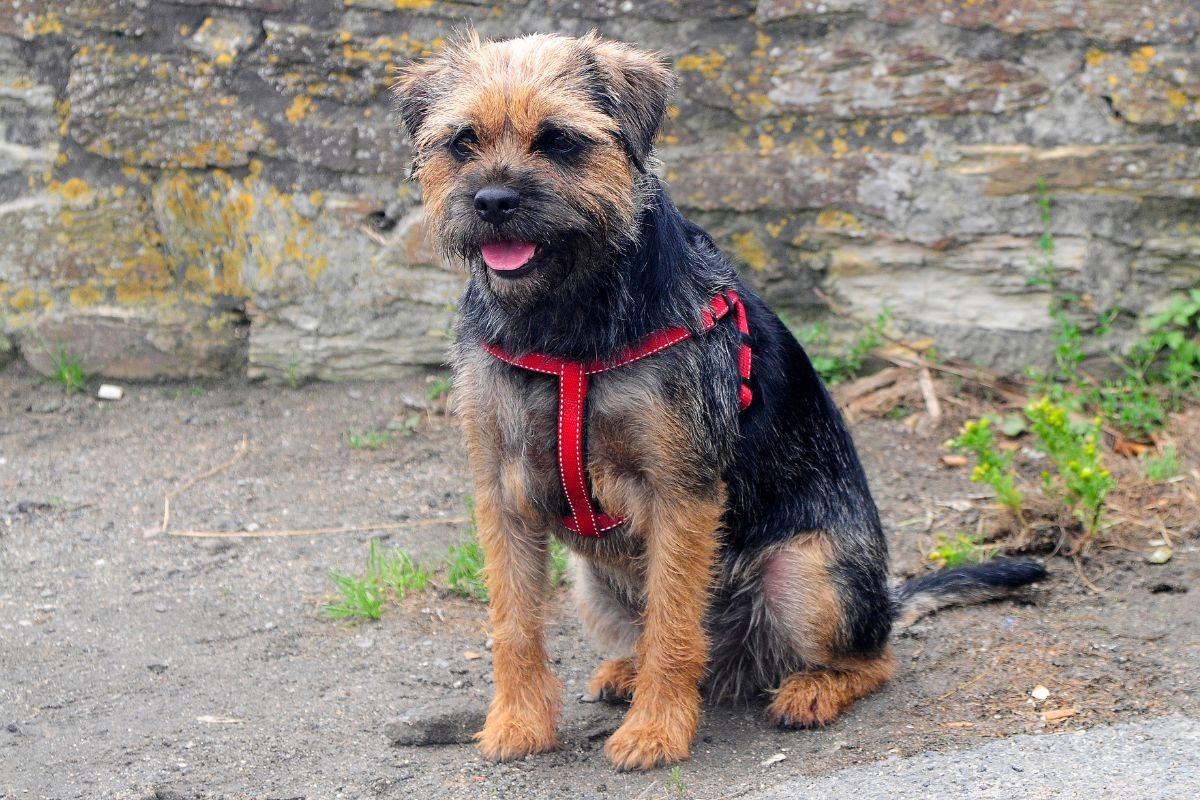 Terrier Breeds 2023 These are all 33 breeds of adorable terrier dog