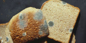 The mold spore's roots go much farther into bread than our eyes can see, according to the USDA.