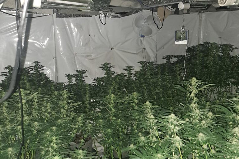 Four arrests as police shut down Sunderland cannabis farm and seize £ ...