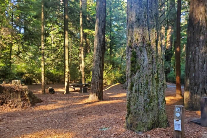 JEDEDIAH SMITH CAMPGROUND - JEDEDIAH SMITH REDWOODS STATE PARK