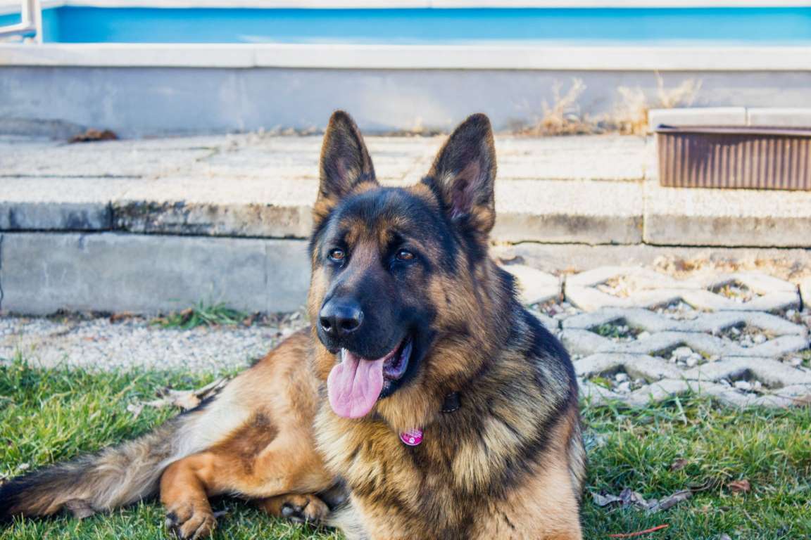 Las mejores razas de perros para proteger tu hogar