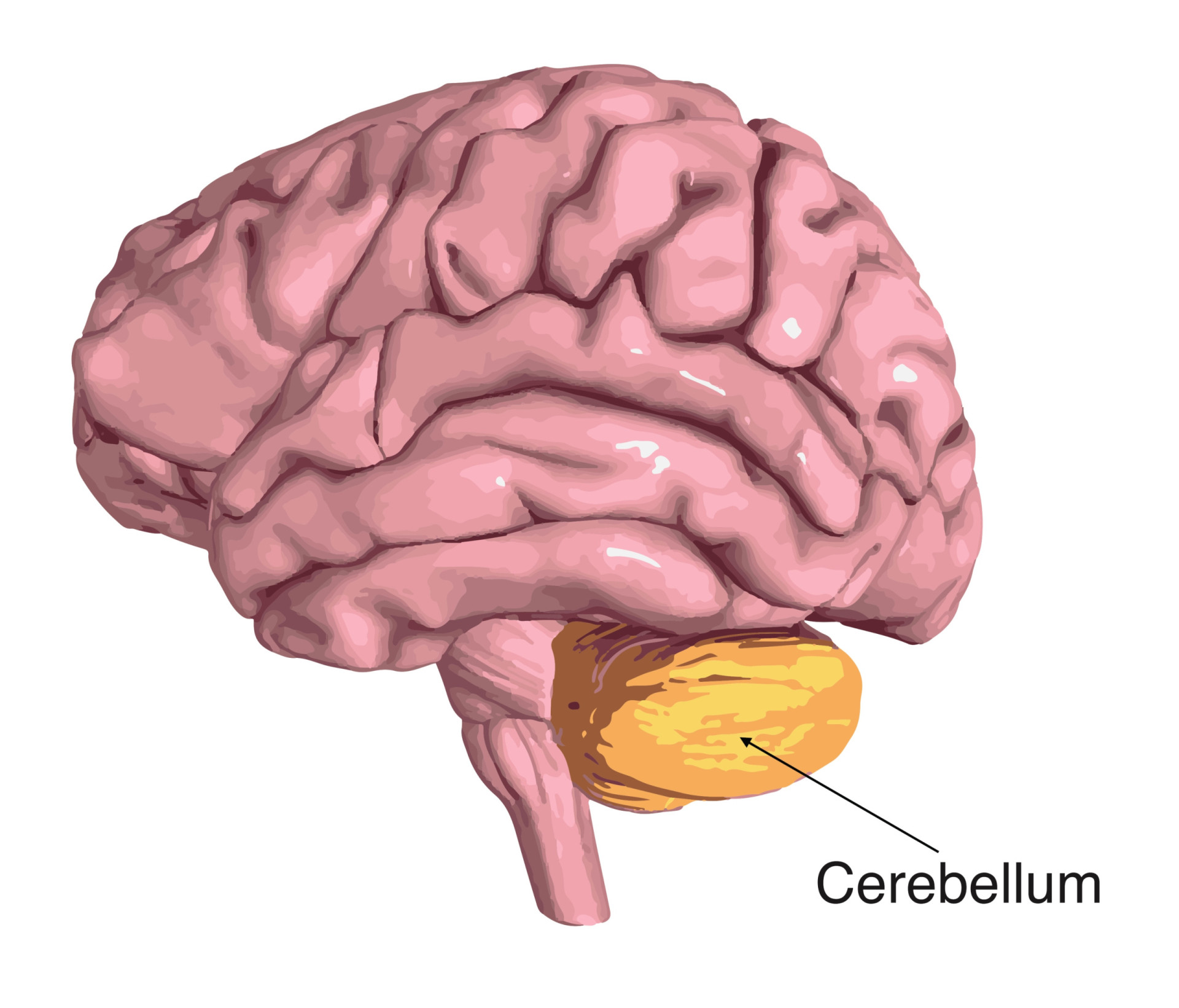 Центр координации движений находится в каком мозге. Мозжечок головного мозга. Мозжечок анатомия. Мозжечок 3d анатомия. Cerebellum анатомия.