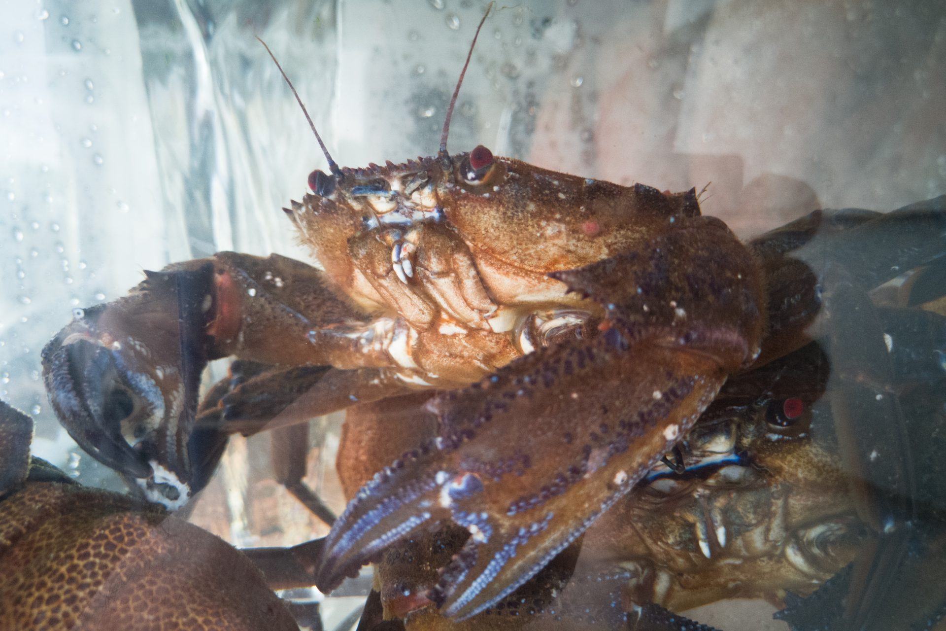 Why Have Billions Of Snow Crabs Have Disappeared From Alaska’s Waters?