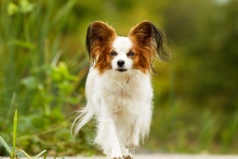 Multi-pet Household Dogs 2024: These are the 10 best breeds of adorable ...