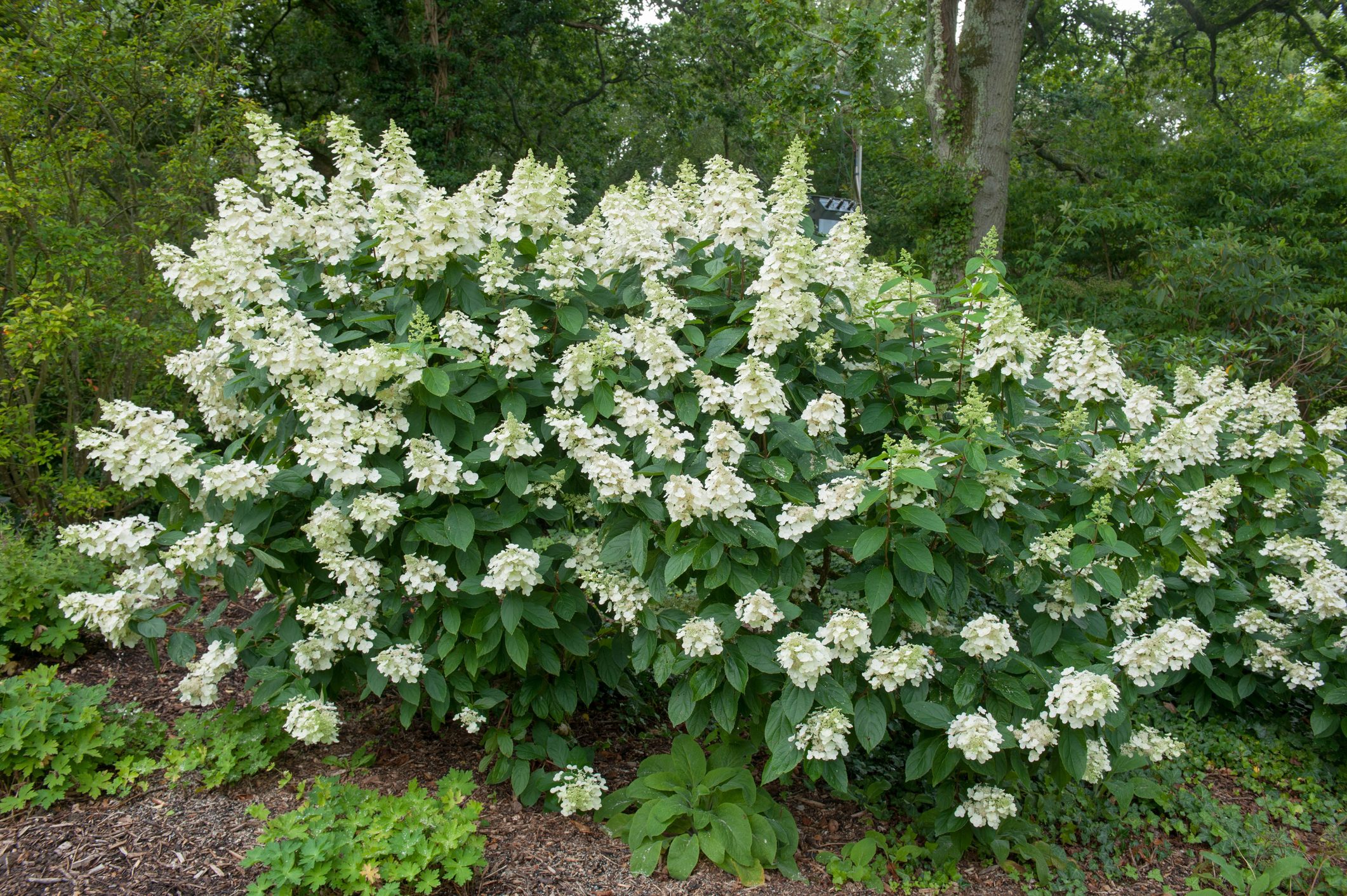 9 Best Privacy Shrubs