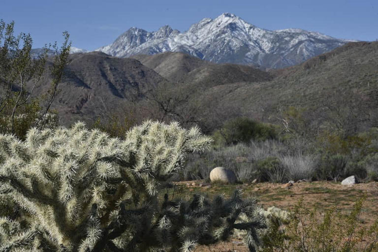 A cholla cactus in the foreground highlights the snowcapped mountains in the background.