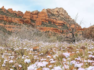 You can see stunning views of the red rocks and gorgeous wildflowers like these when you visit Sedona in March.