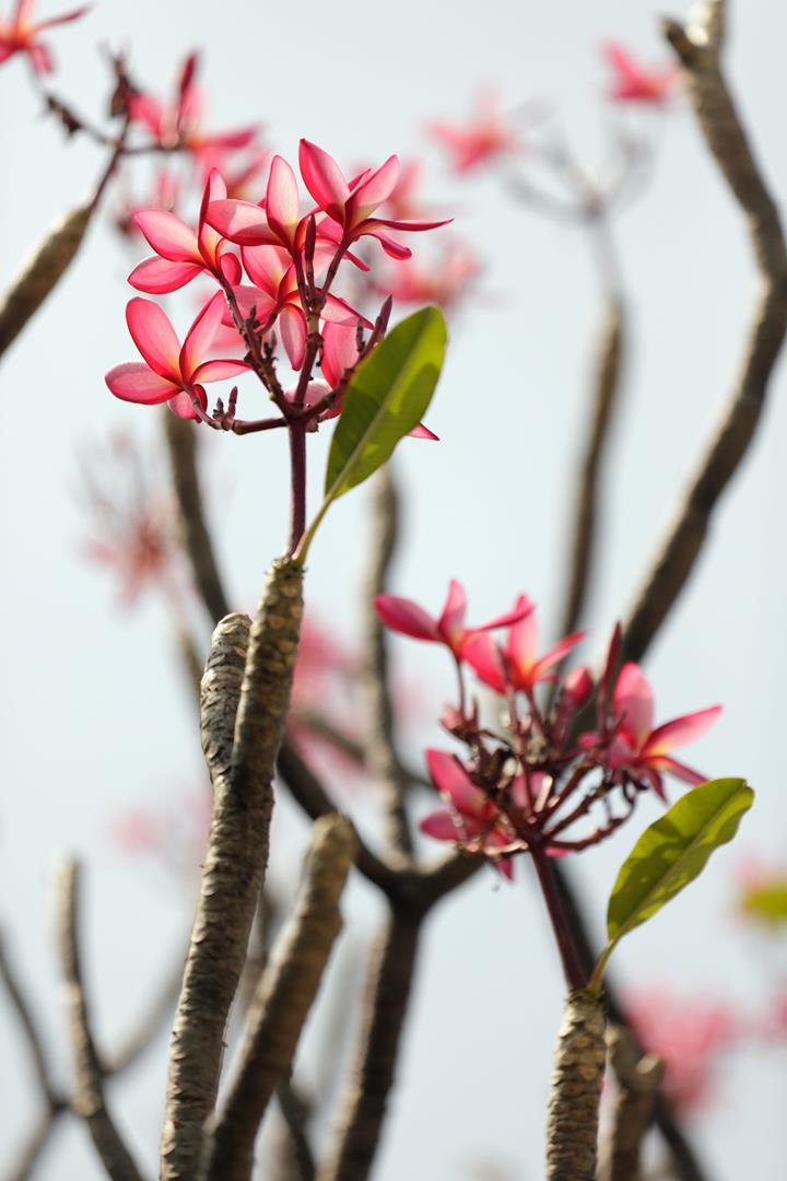 How to grow a frangipani tree from cuttings