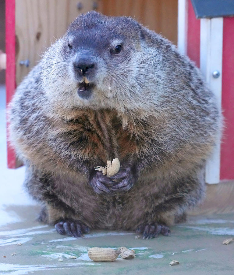 A different Milwaukee County Zoo animal will make Groundhog Day