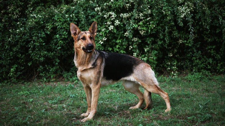 Imagen de referencia de un pastor alemán. El canino en cuestión fue encontrado en buenas condiciones.