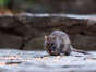 Se ve a un roedor comiendo semillas en Nueva York, NY, Estados Unidos.