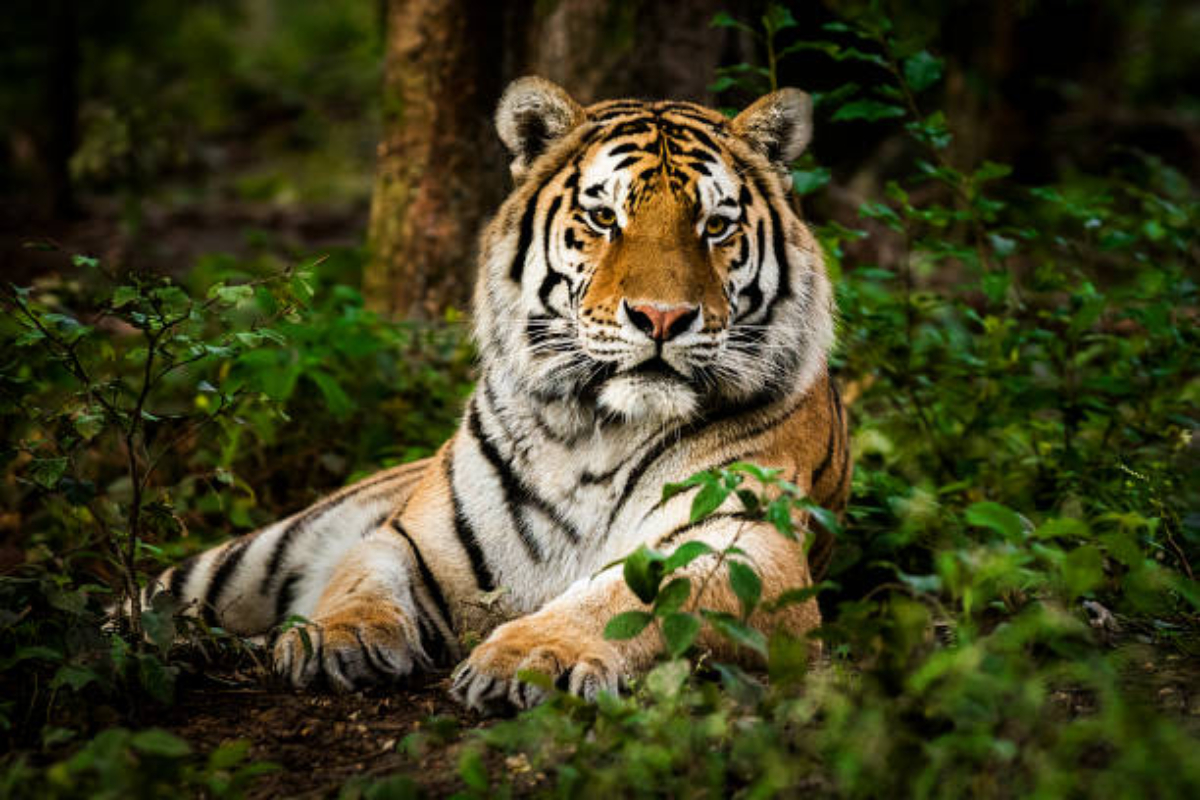 tiger population rises to 30 in odisha