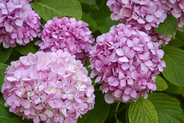 How to Turn Hydrangeas Blue or Pink