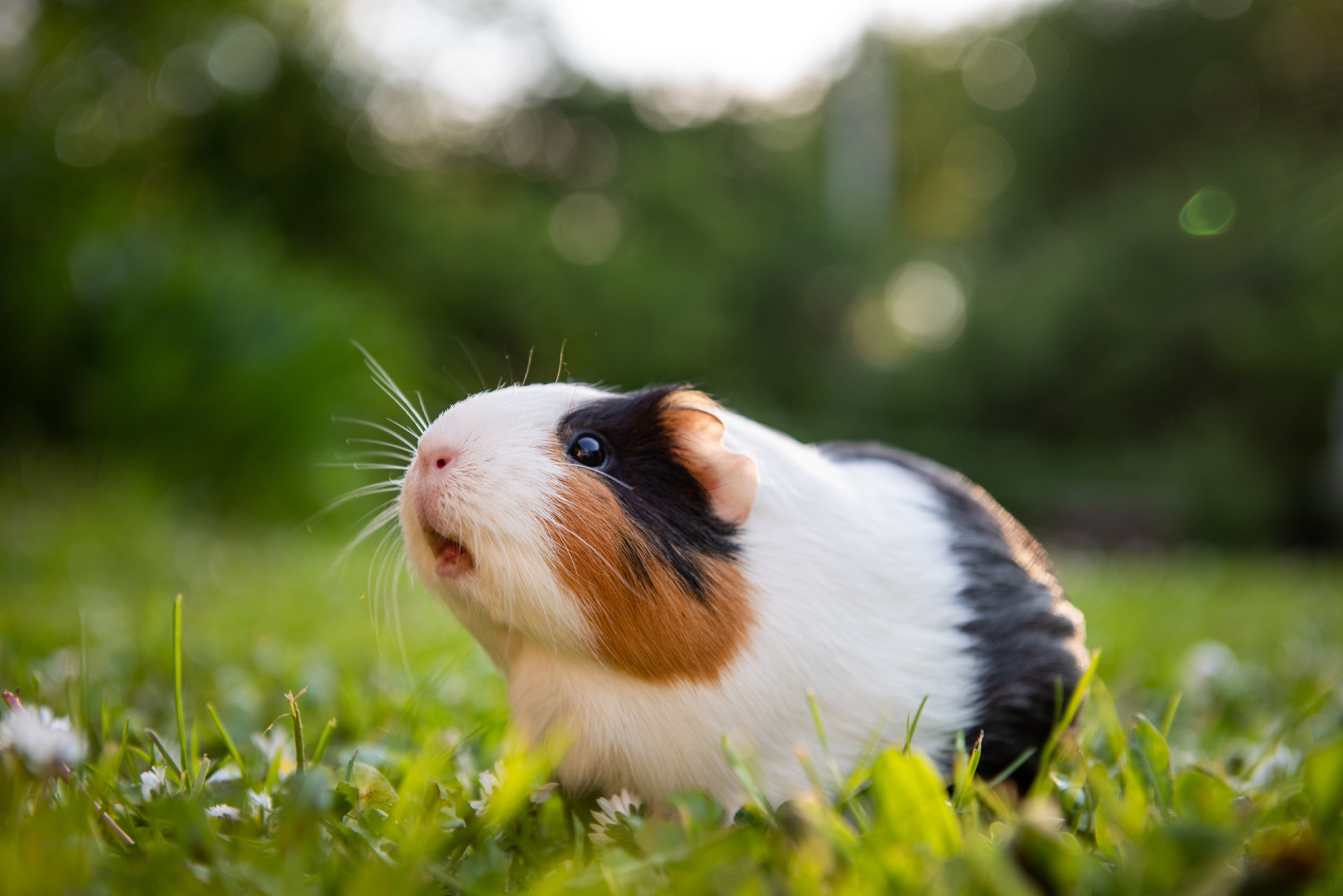 Guinea pig. Крапчатая морская Свинка. Морская Свинка Дамбо. Морская Свинка путешественница. Бразильская морская Свинка.