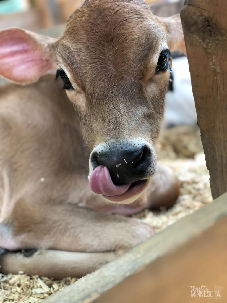 Minnesota County Fairs List 80+ Fairs to Visit in 2024