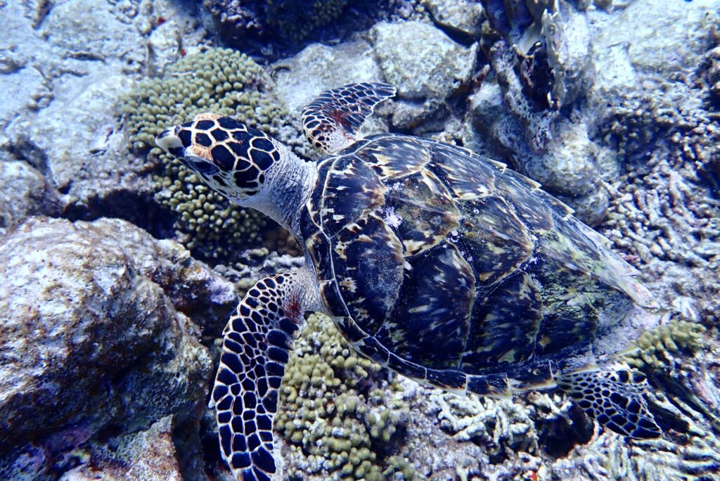 Mangel Halto Reef / Photo Credit: Aruba Outdoor Adventures