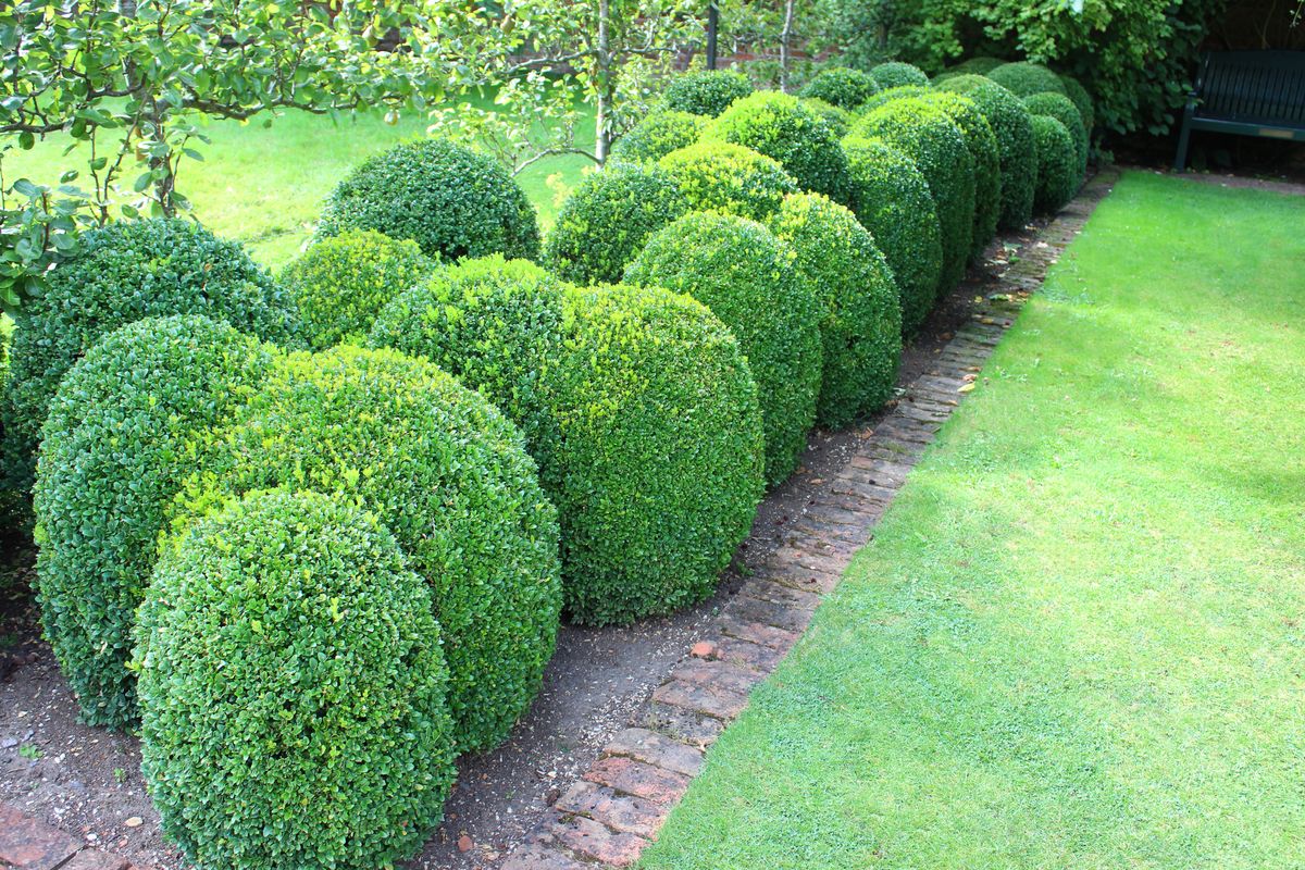 want-to-keep-deer-from-eating-your-garden-here-s-what-to-plant